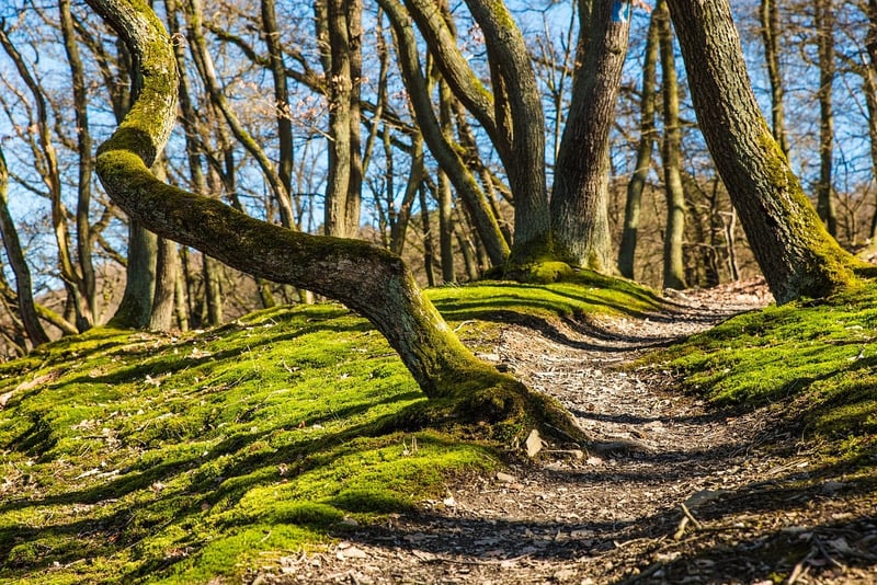 Enchanted Forest