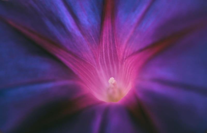 Morning Glory