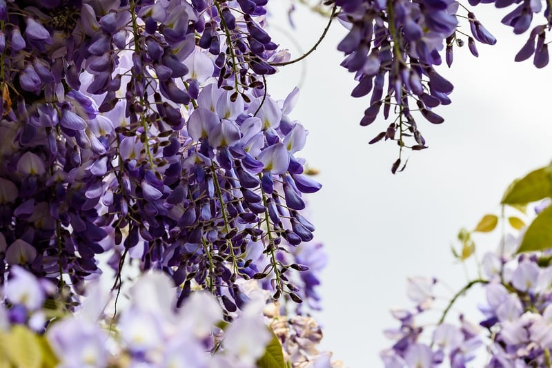 Wisteria